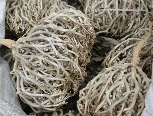 "true" Rose of Jericho